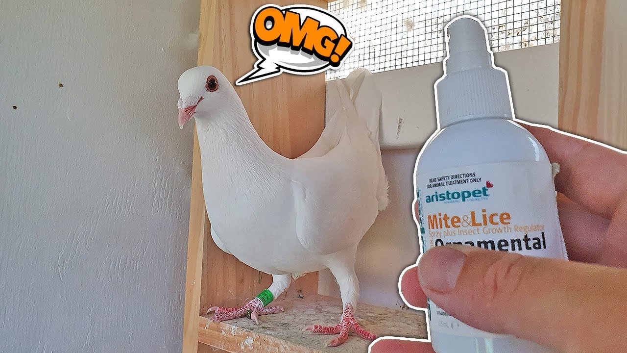 Good By Mites & Lice On My Pigeons