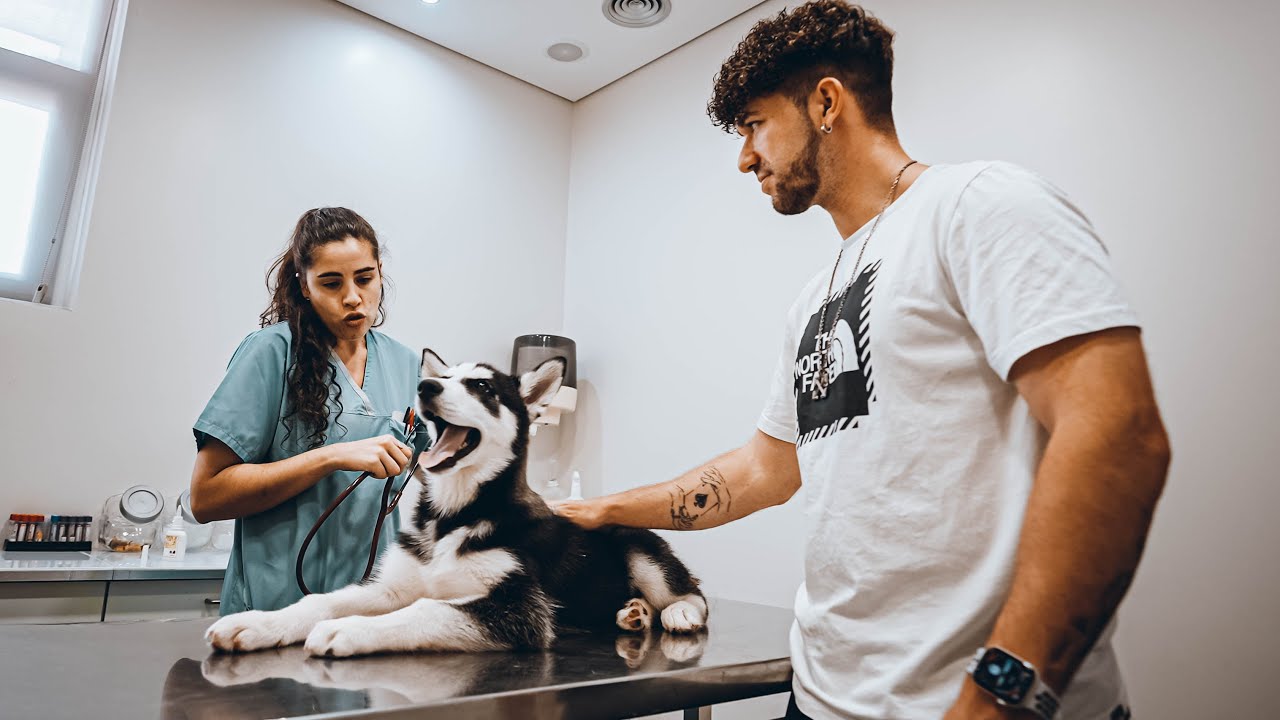 TIVEMOS QUE LEVAR O VTEC AO VETERINÁRIO!