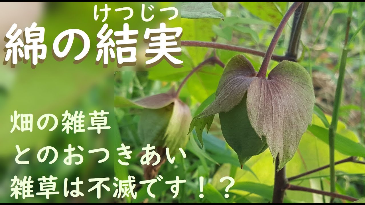 【綿栽培】綿の結実～メヒシバだらけの真夏の自然農綿畑の様子 Let them be 2