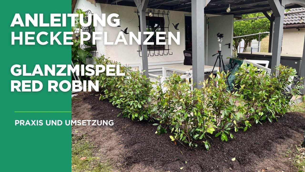 Hecke pflanzen – Die Glanzmispel-Variante für Gartenfreunde!