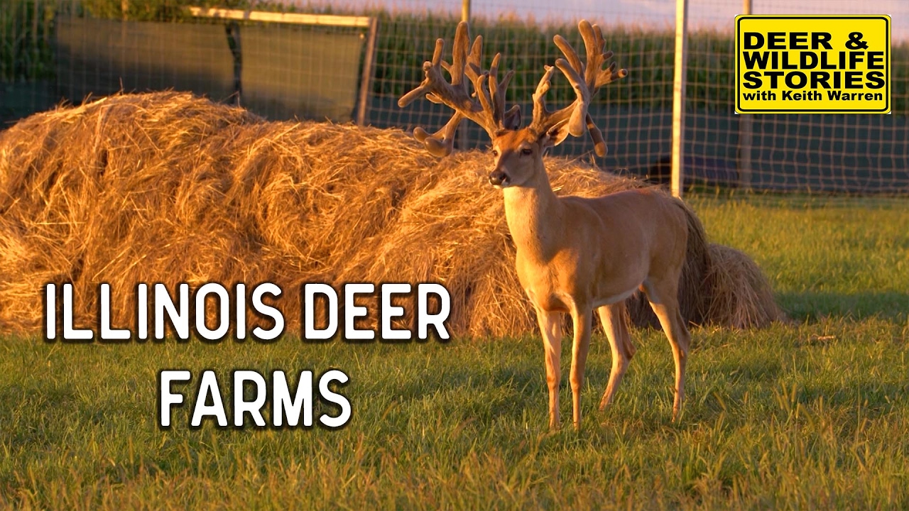 Illinois Deer Farms | Deer & Wildlife Stories