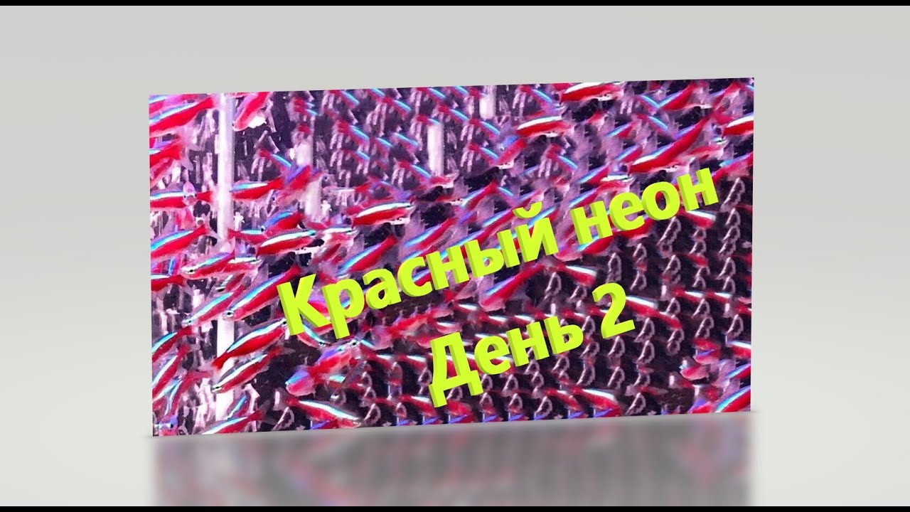 Красный неон. 2 день. Две пары отметали