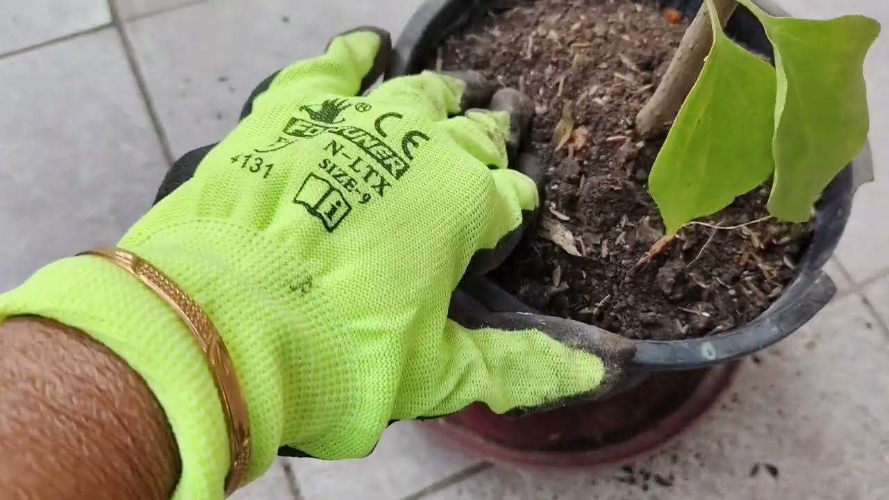 बोगनवेलिया का पौधा रिपोटिंग | Bougainvilea plant Repotting 