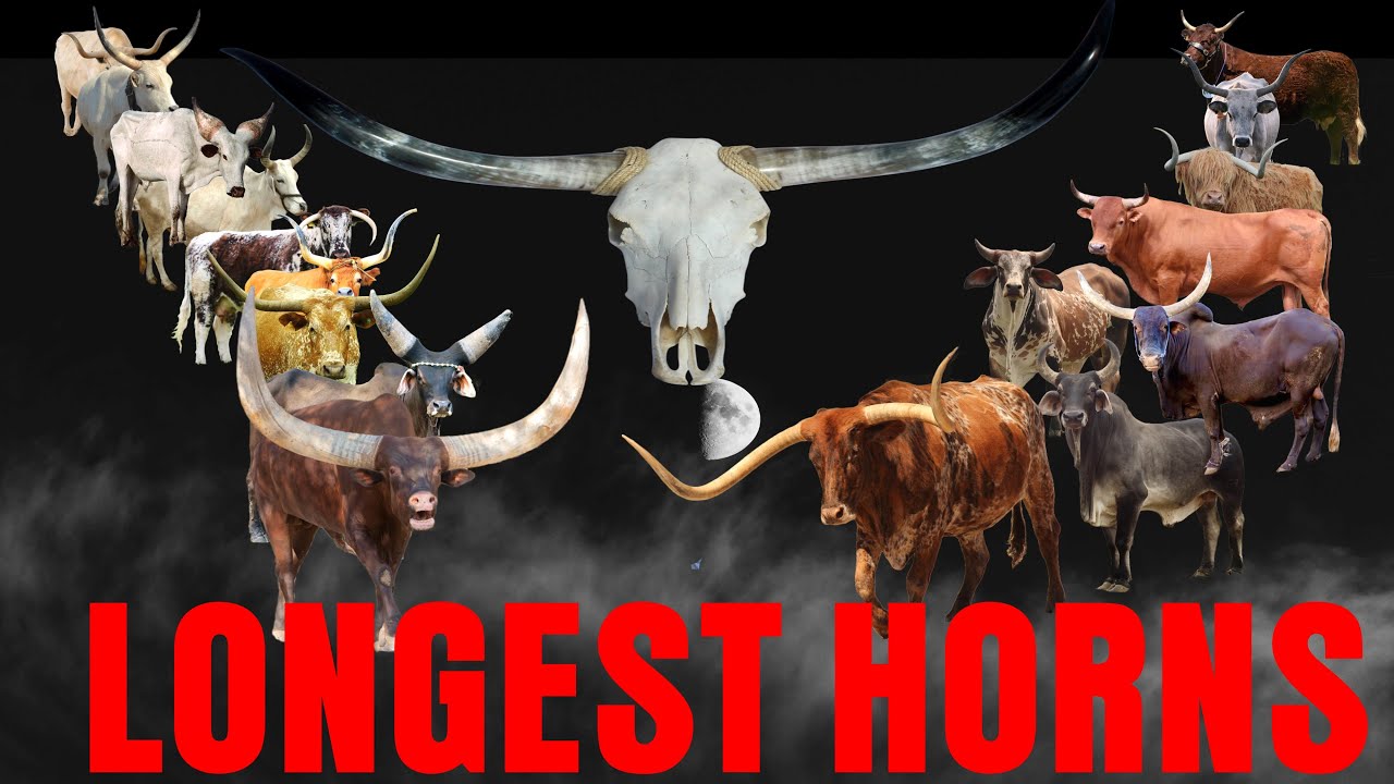 Top 20 Longest Horns Cattle Breeds in the World