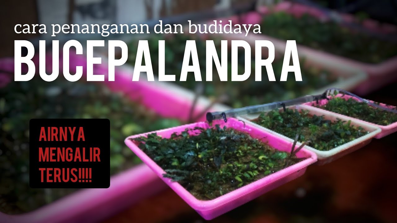 Membuat Tempat Perbanyakan Bucepalandra Emersed | Lembab Terus!! bisa Buat Anubias nih #bucepalandra