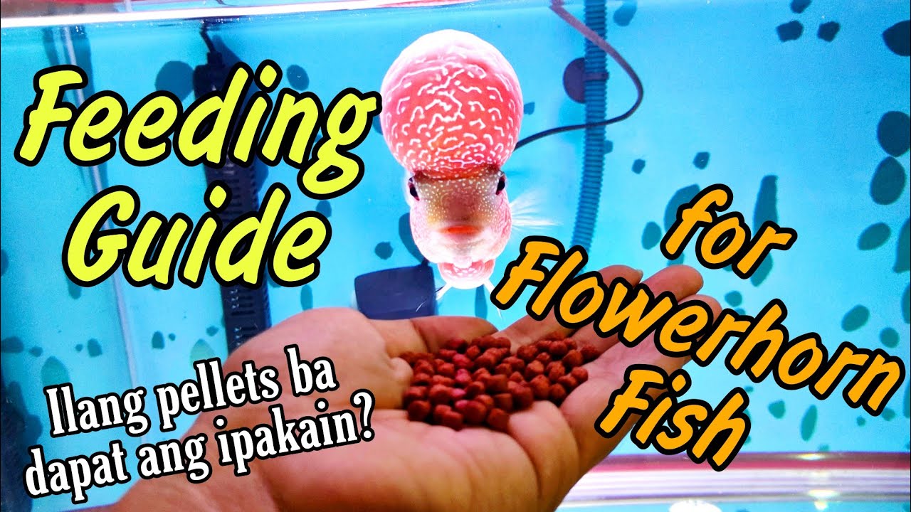 Flowerhorn Fish Feeding Guide and Tips