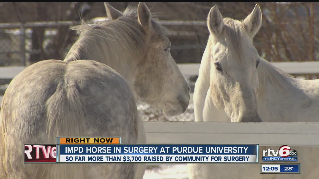 Funds raised to help horse with skin cancer