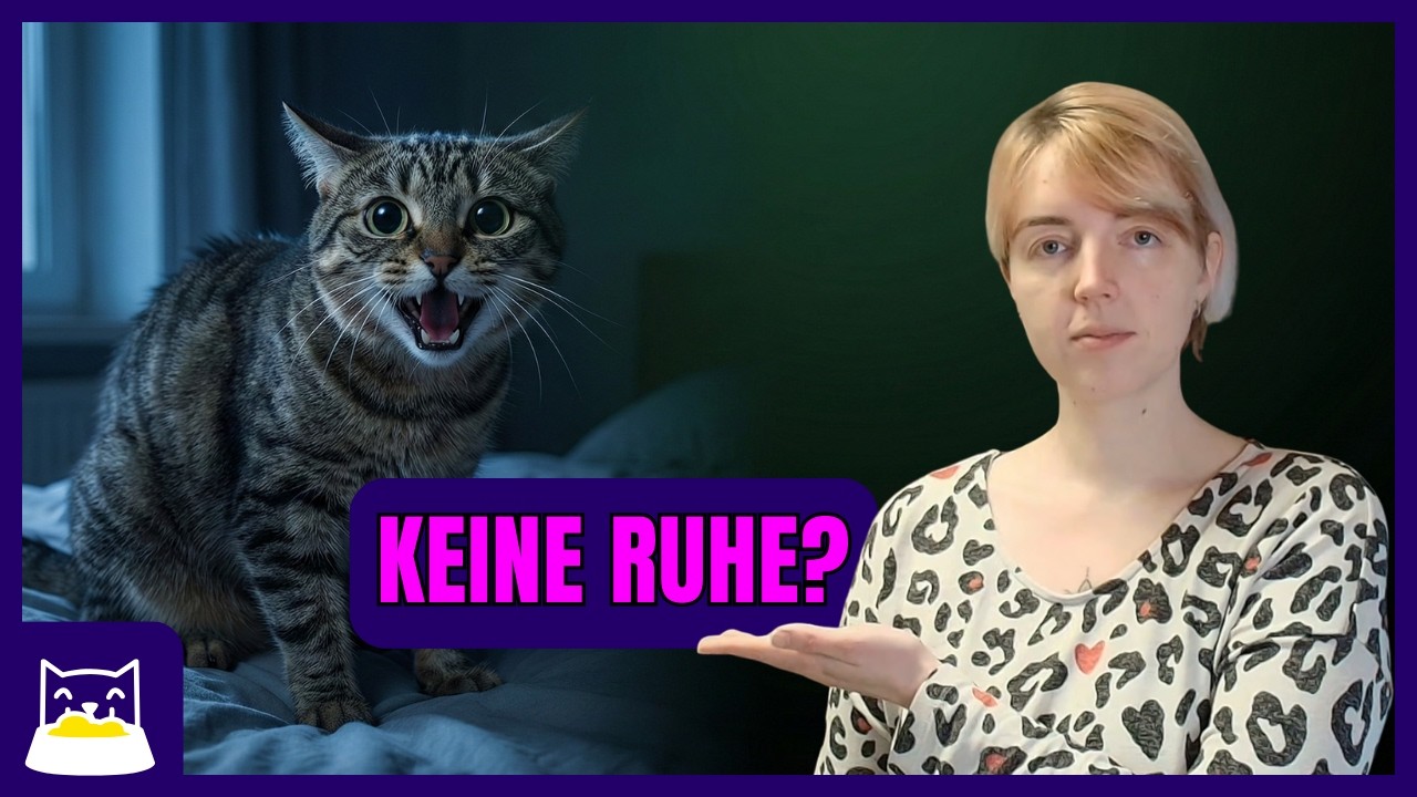 Katze hyperaktiv? 5 Gründe, warum das Futter schuld sein kann