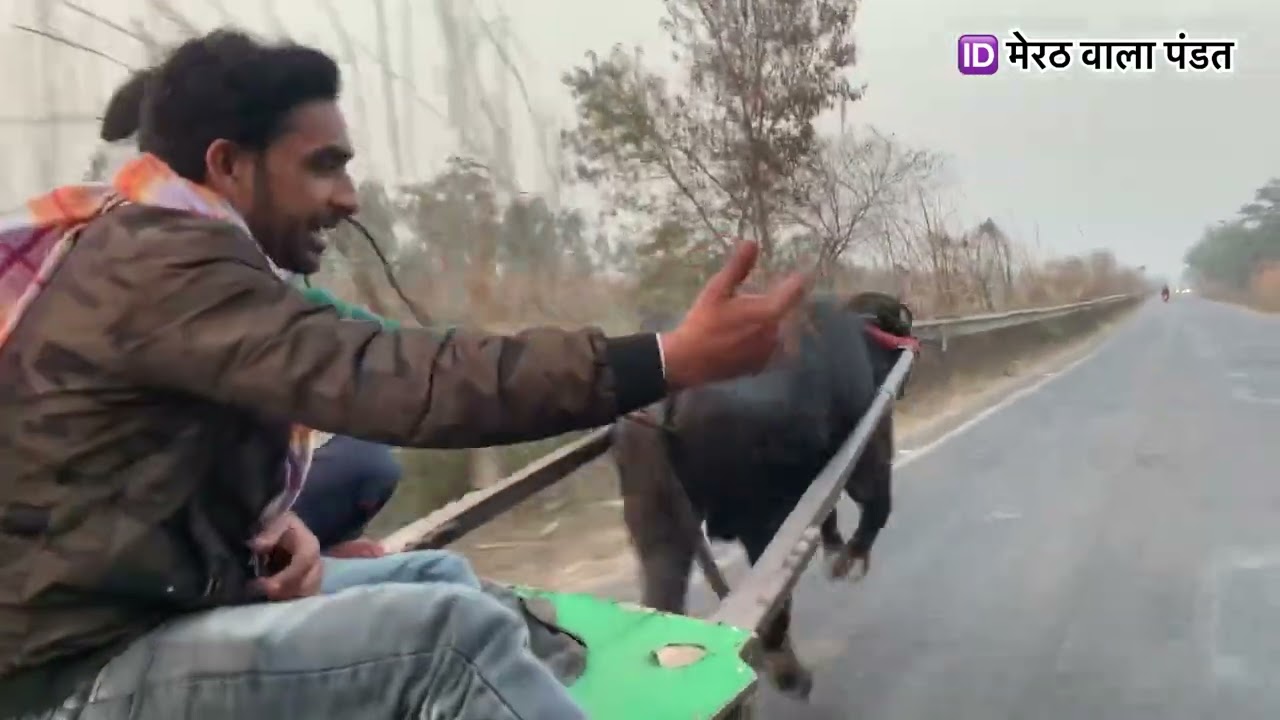 अमित पंडित जी भलसौना का 4 दात लवारा 3 किमी मीटर मे बढ़िया वाले पैर मारे 40+30 अड़ा रहा जबरदस्त भागा.