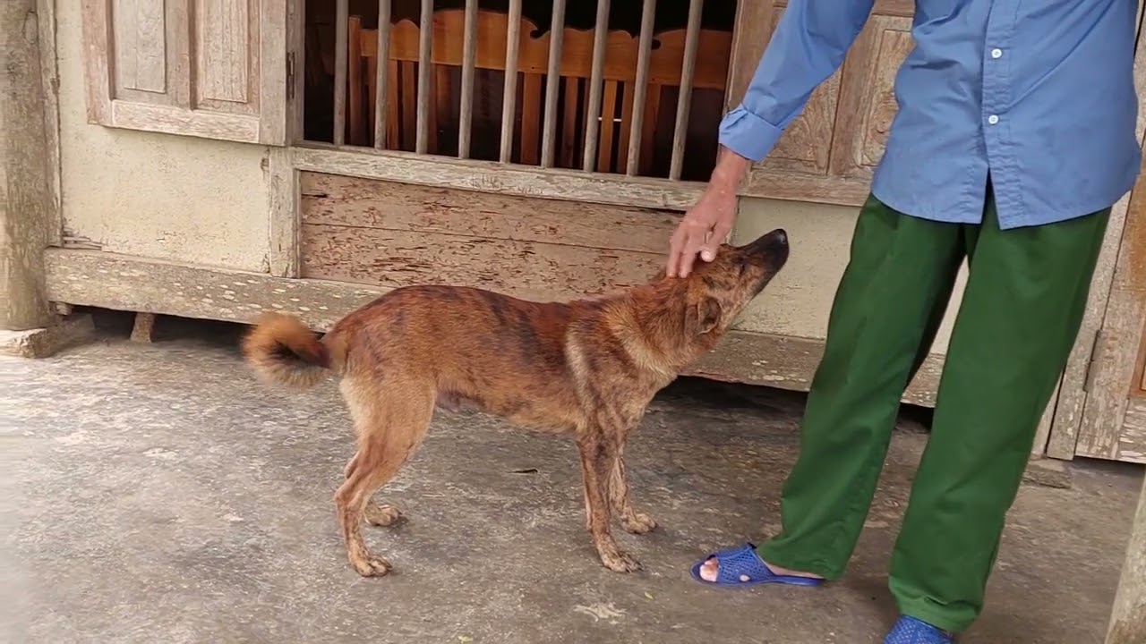 chó săn cày ai như cầu chó săn lợn rừng hươu nai cày cáo zalo