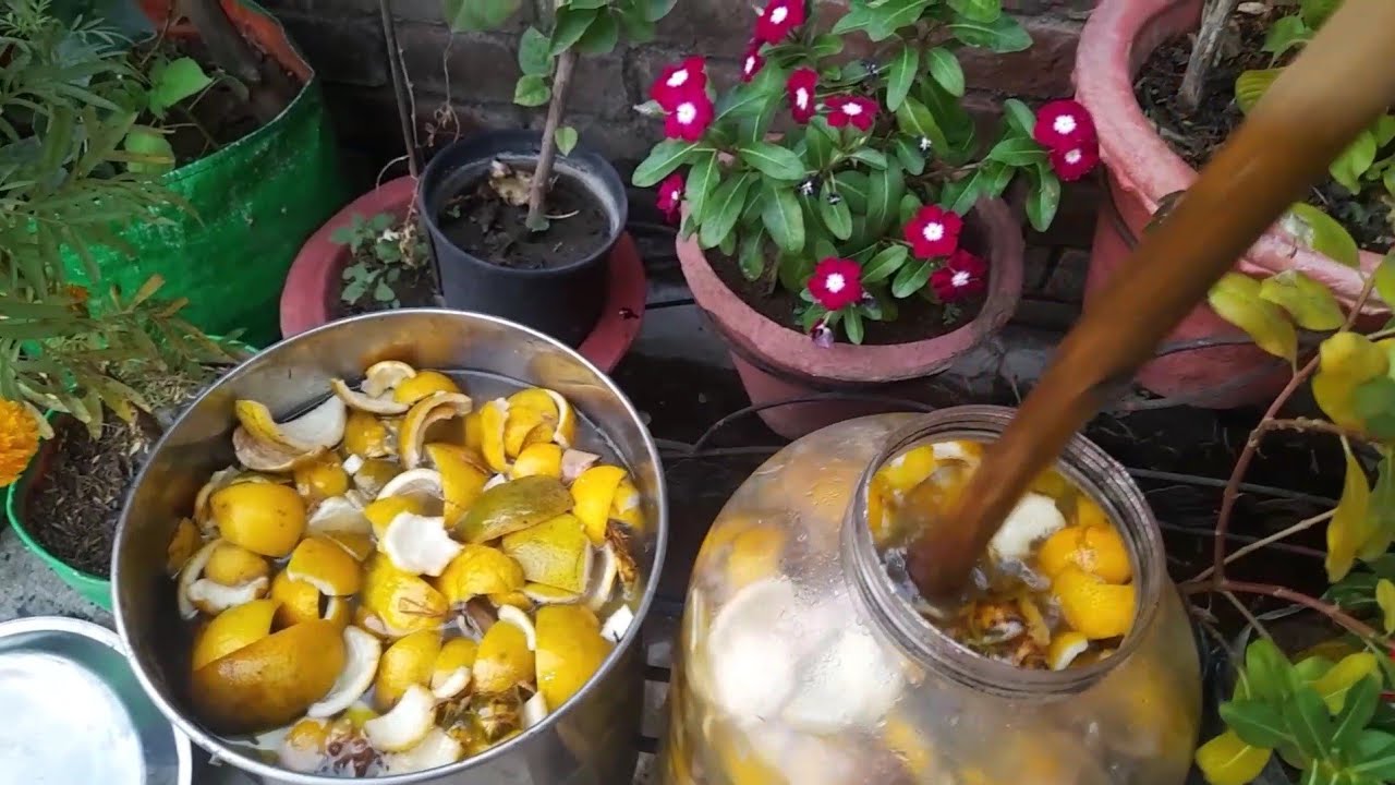 100%ऑर्गेनिक फर्टिलाइजर बीडीओ देखने के बाद अब खरीदनाभूल जाएंगे #maacreativekitchengarden