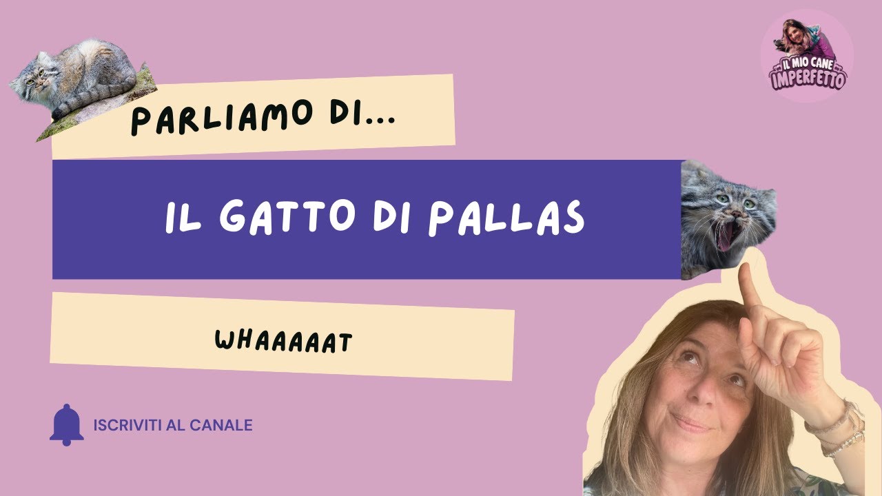 Il gatto di Pallas