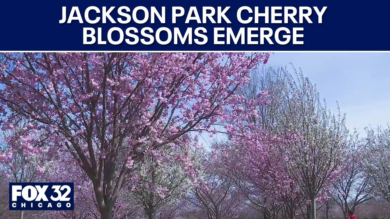 Chicago's Jackson Park cherry blossoms emerge