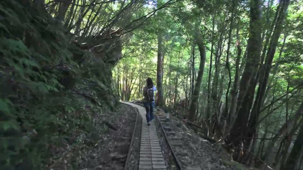 屋久島トロッコ道 大株歩道入口～荒川登山口