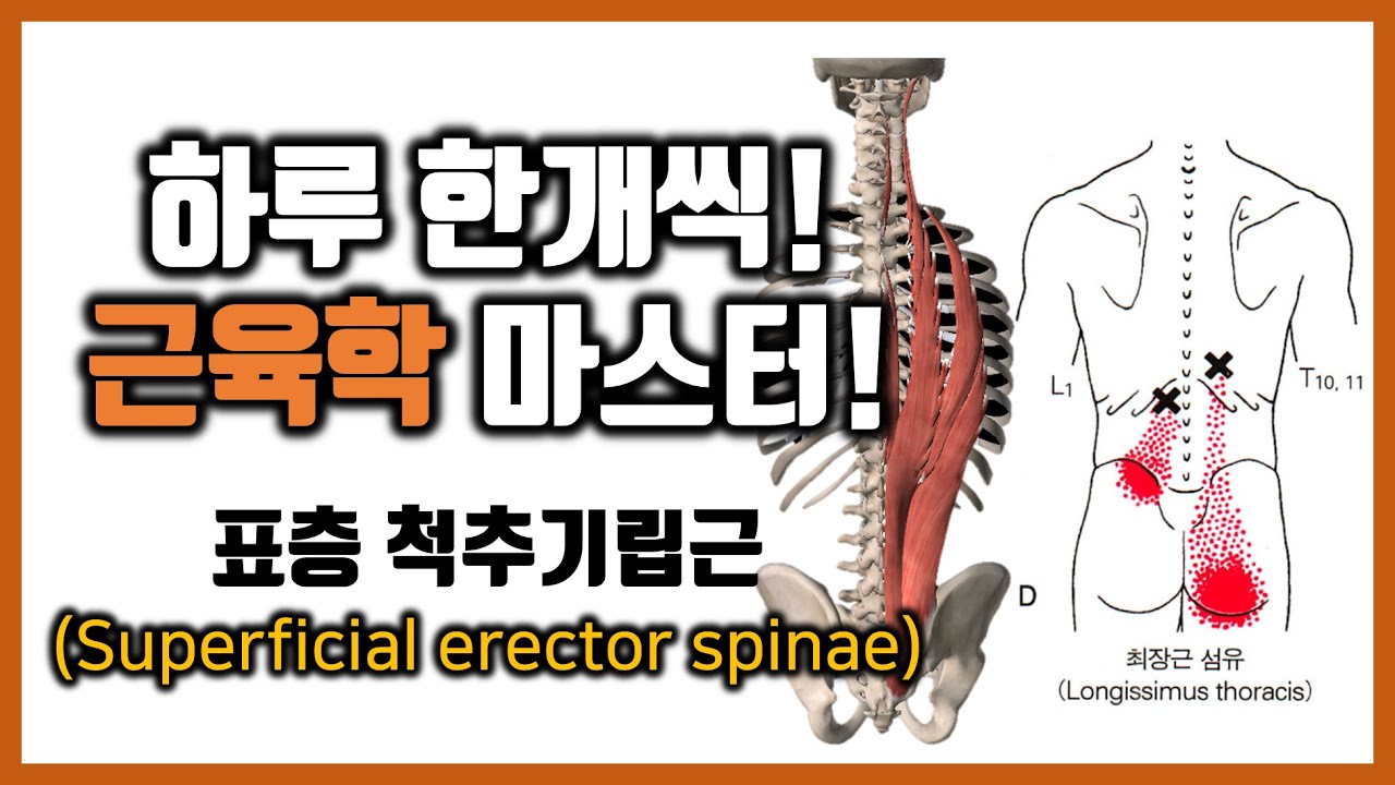 #4-7.표면 척추기립근 - 