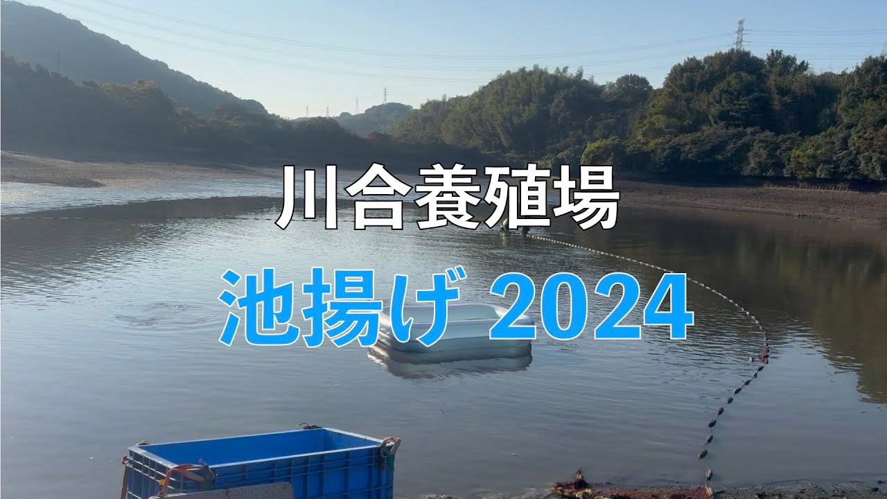 錦鯉販売　川合養殖場　池上げ2024