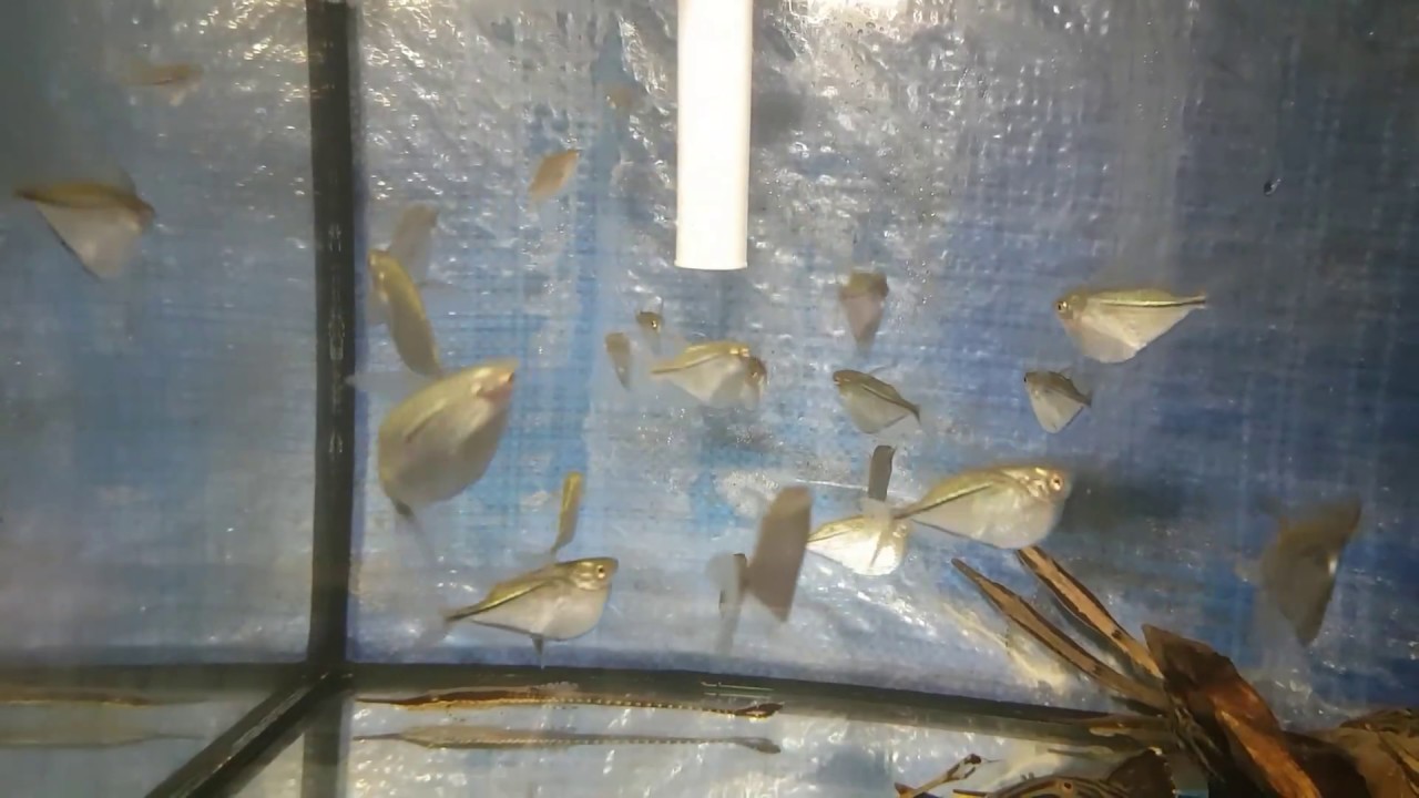 Gasteropelecus sternicla 3-4 cm (r&eacute;f 2018)