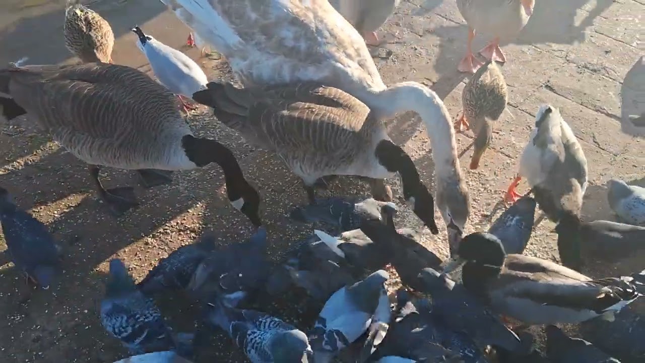 Days out with Guy*Cleethorpes boating lake 14th February 2026*