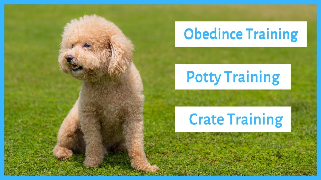 Training a Poodle - Obedience, Potty & Crate Training