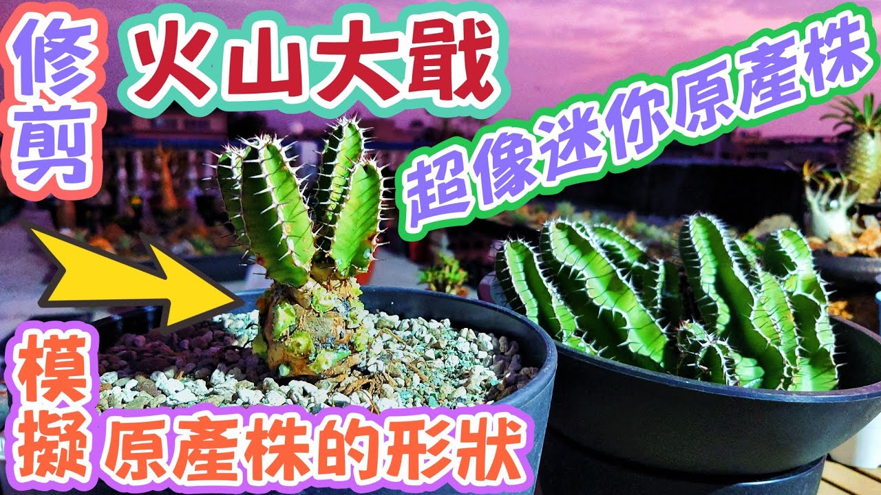 ［跟著阿郁種］火山大戢#塊根#塊根植物#龍舌蘭#多肉植物#多肉#盆景#盆栽#沙漠玫瑰#花園#植物#植物燈#生活#有趣#開箱#療癒#鹿角蕨#觀葉植物#花市#園藝#田尾#教學#花#栽培#秘訣#蘭花#仙人掌