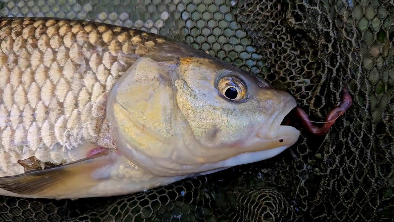 Worming & Squirming Along The River Rother