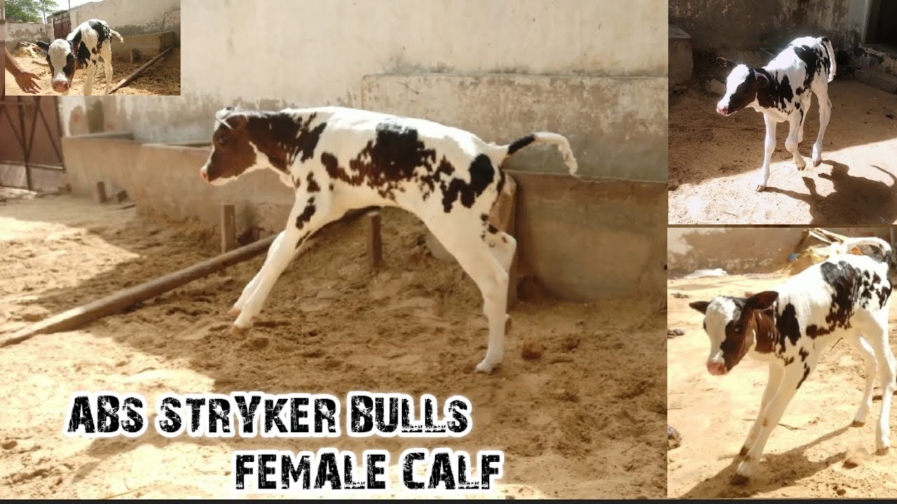 ABS hf bull Stryker calf born... rural empowerment #dairyfarming #hf
