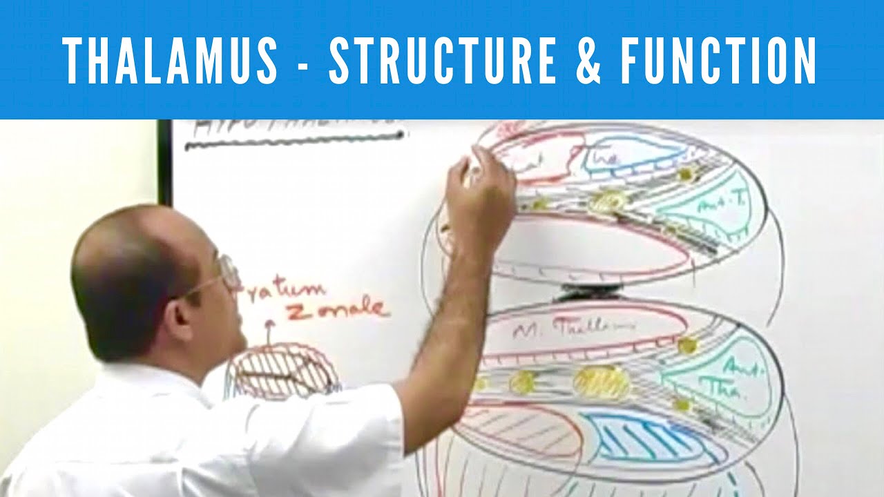 Thalamus | Structure and Function | Neuroanatomy