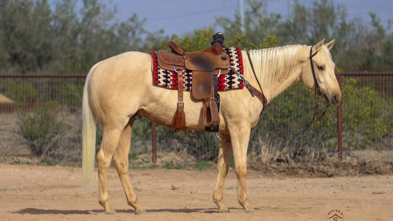 DF Jack Of Diamonds - 2022 AQHA Palomino Gelding - Top Gun Horse Sale 2026