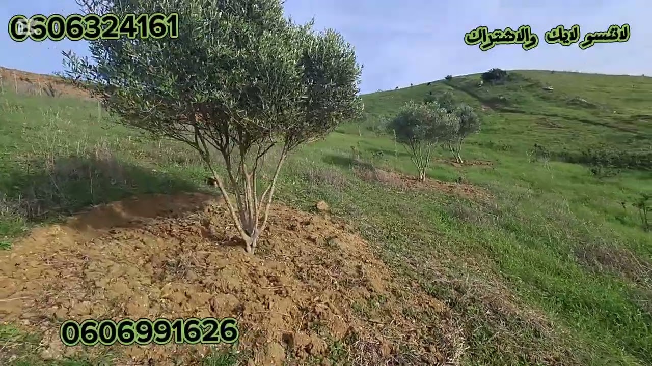 قطعة ارضيه ملكية هكتار 6000متر على الطريق واصلا الماء والضوء ثمن مناسب نواحي الزميج ملوسة طنجة.