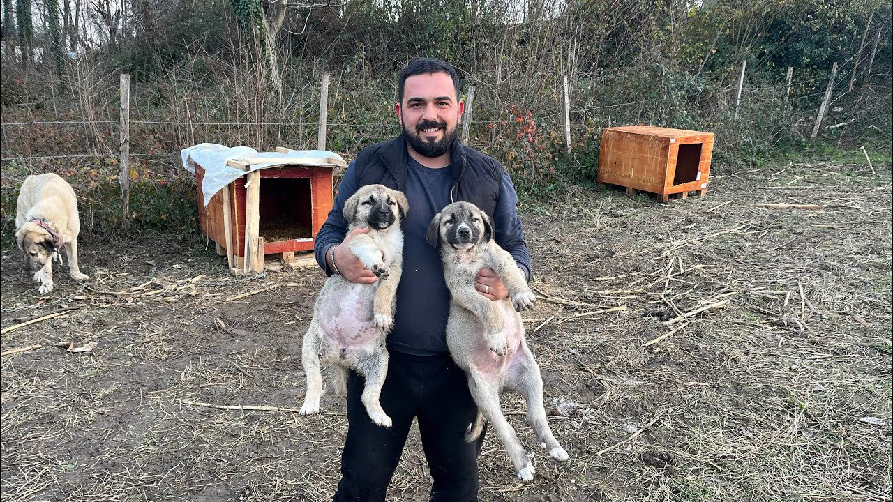 Köpeklere et haşladım~Kangal yıldız ayağı yamuldu #kangal #köpek #shrots #animals #youtubeshorts 