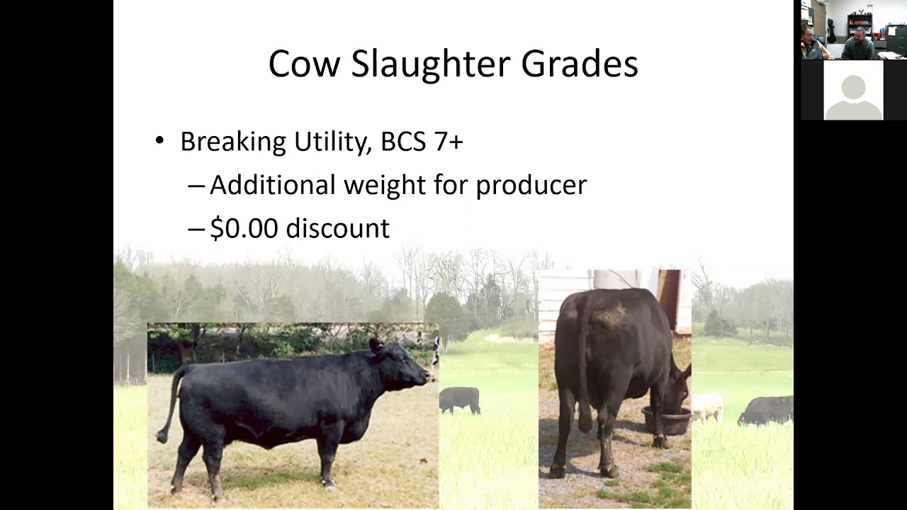 Cull Cow Market