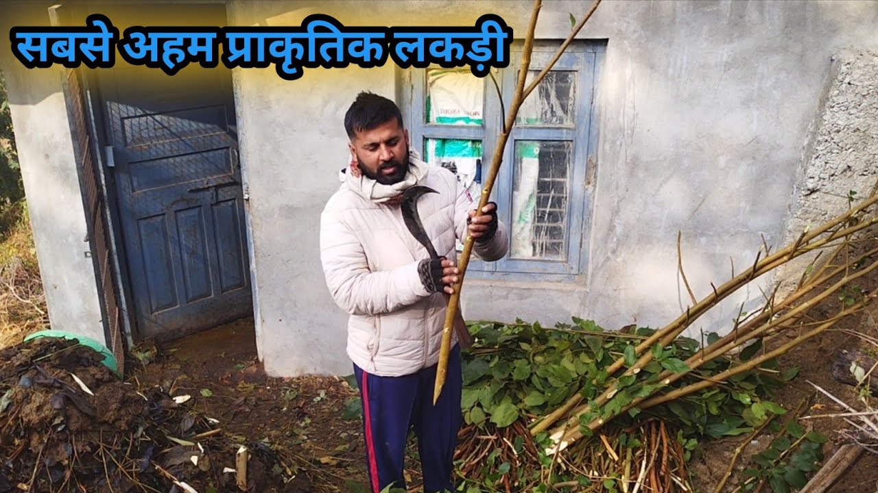 सबसे अच्छा प्राकृतिक चार || pahadi lifestyle || Mr. Pahadhi  24/365