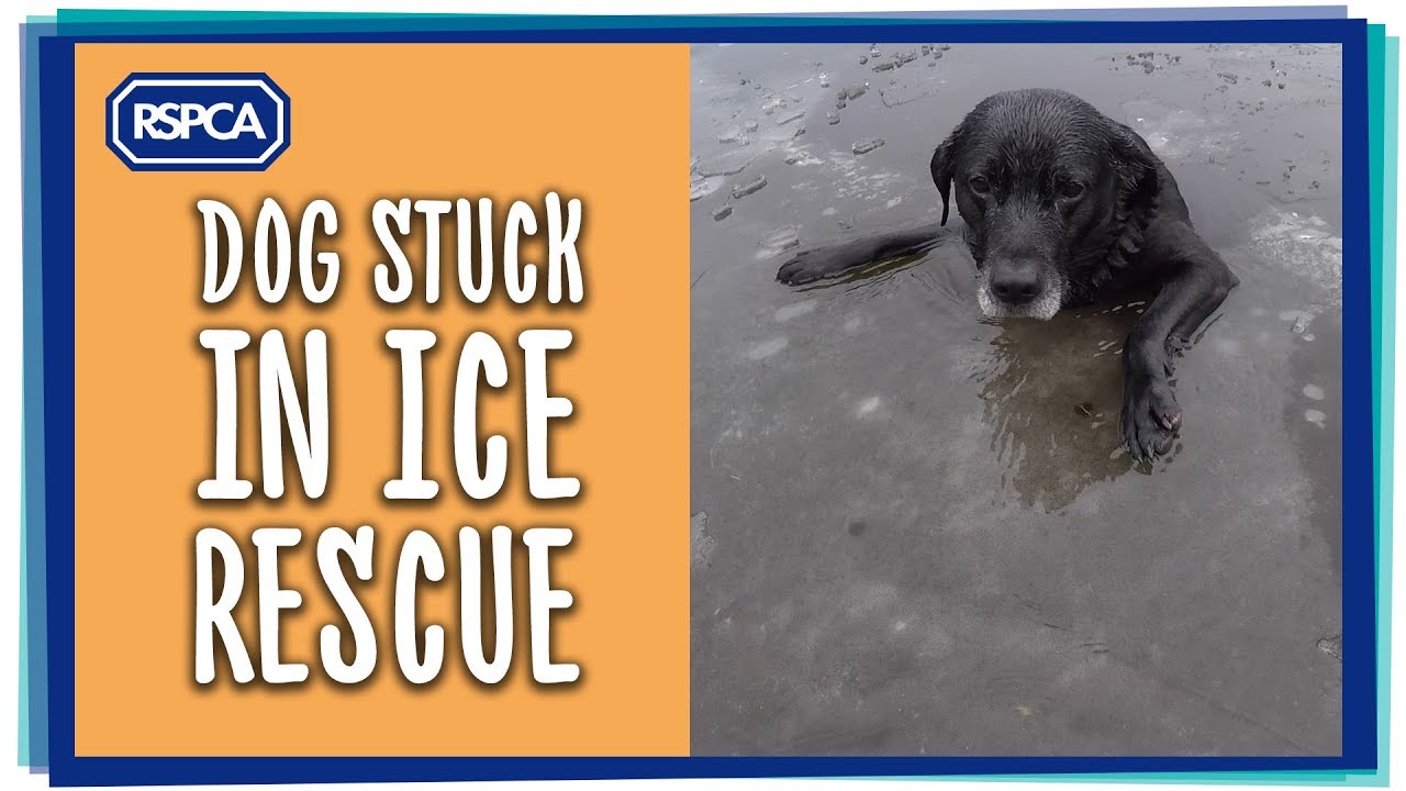 Dog Stuck In Ice Rescue