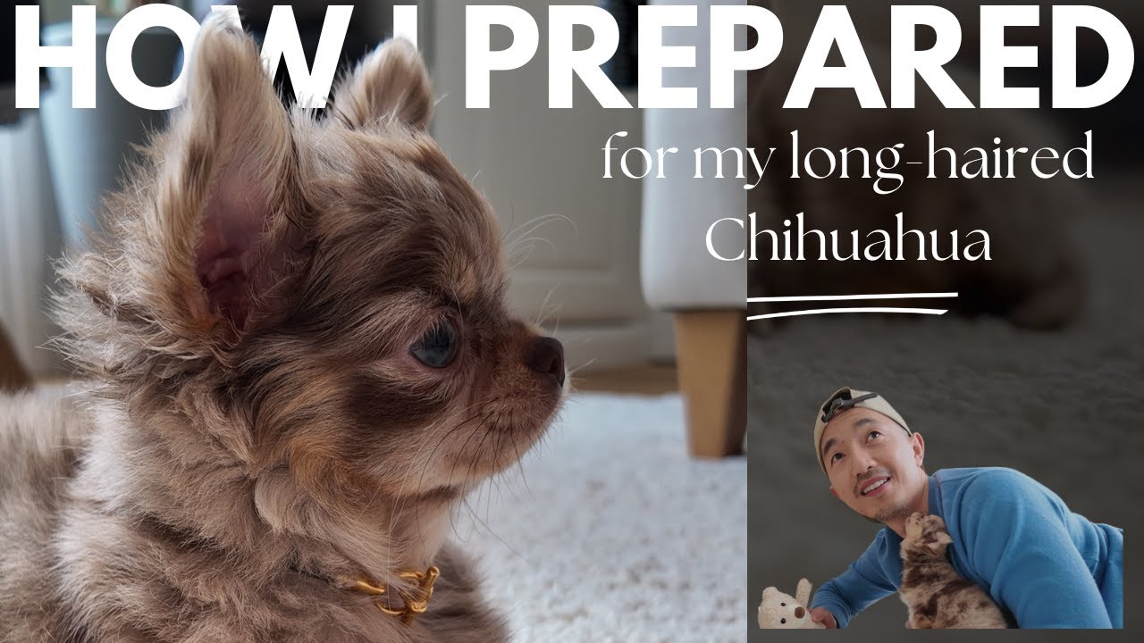 How to raise a Chihuahua | essential & luxury pup haul: ipettie | butternut box | Goyard chien gris