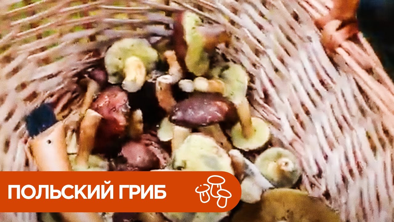 Где Растет Польский гриб? Двойники польского гриба.