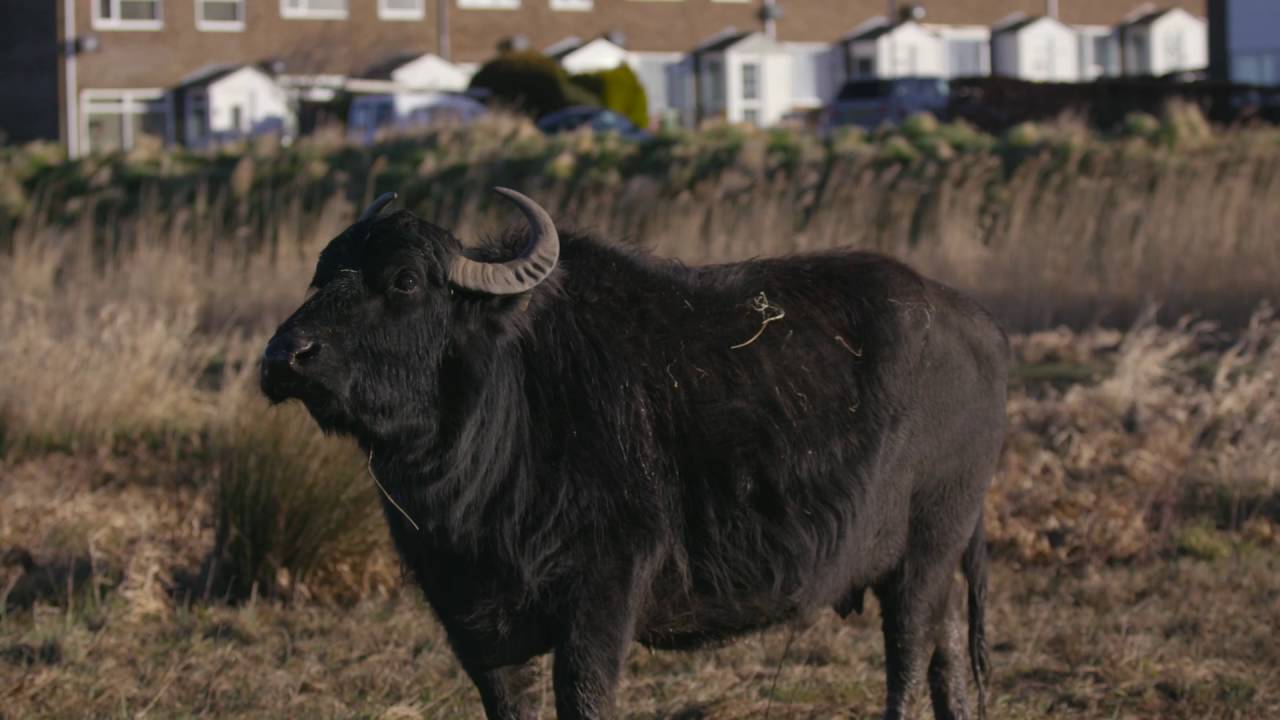 West Rise School by the Marsh Documentary