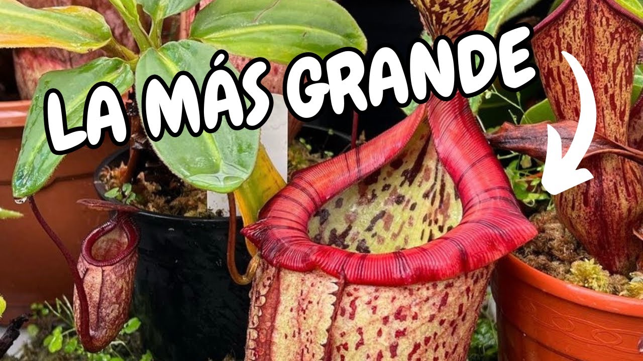 Nuestra Nepenthes más GRANDE: rajah x burbidgeae