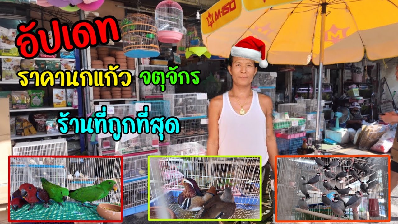 อัปเดท ราคานกแก้ว (ร้านที่ถูกที่สุด) จตุจักร