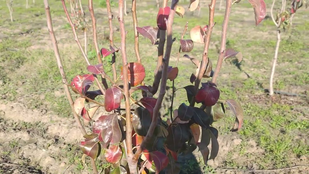 برنامج تسميد الاجاص  🌳🌿🍐( شهر جانفي 01 مكافحة_تقليم_تسميد )