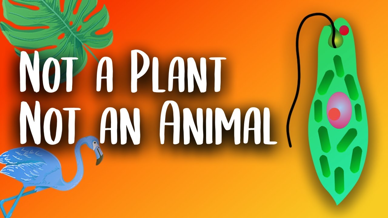 Euglena: This Organism Breaks the Rules of Nature!