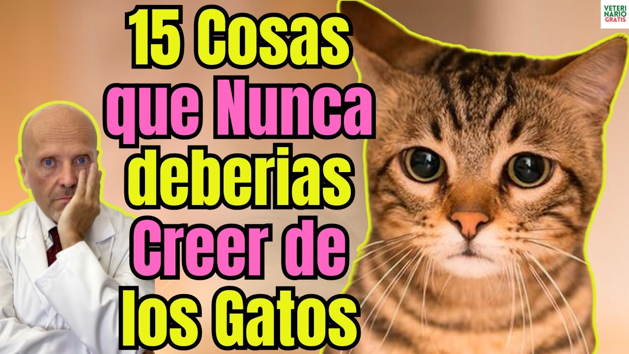 NUNCA TE CREAS ESTO DE LOS GATOS 🐱❌ 15 CURIOSIDADES SOBRE LOS GATOS QUE SON FALSAS