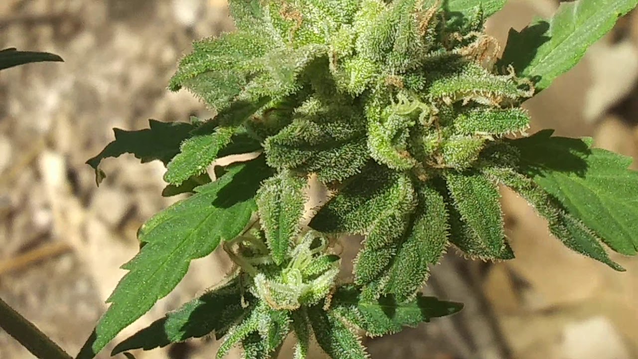 Short Afghan plant. 3 weeks into budding. High altitude grow