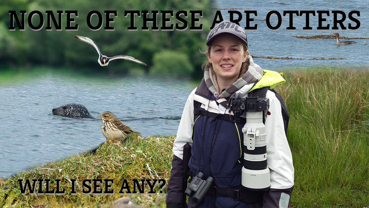 Searching for Otters on Loch Don, Isle of Mull