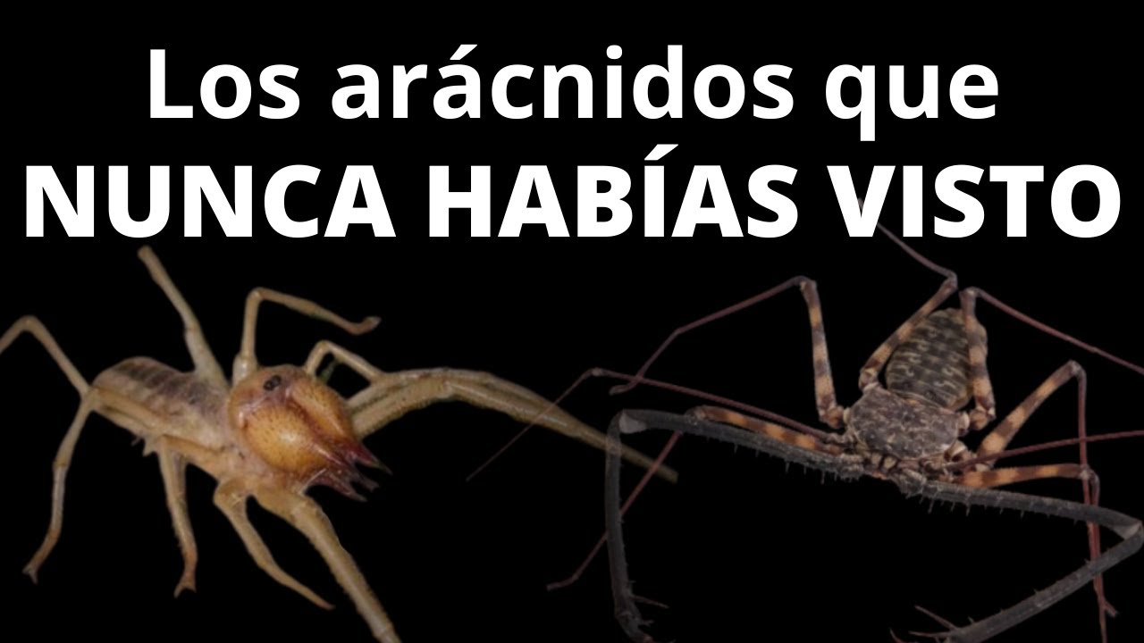 Los ar&aacute;cnidos son MUCHO m&aacute;s que ara&ntilde;as y escorpiones...