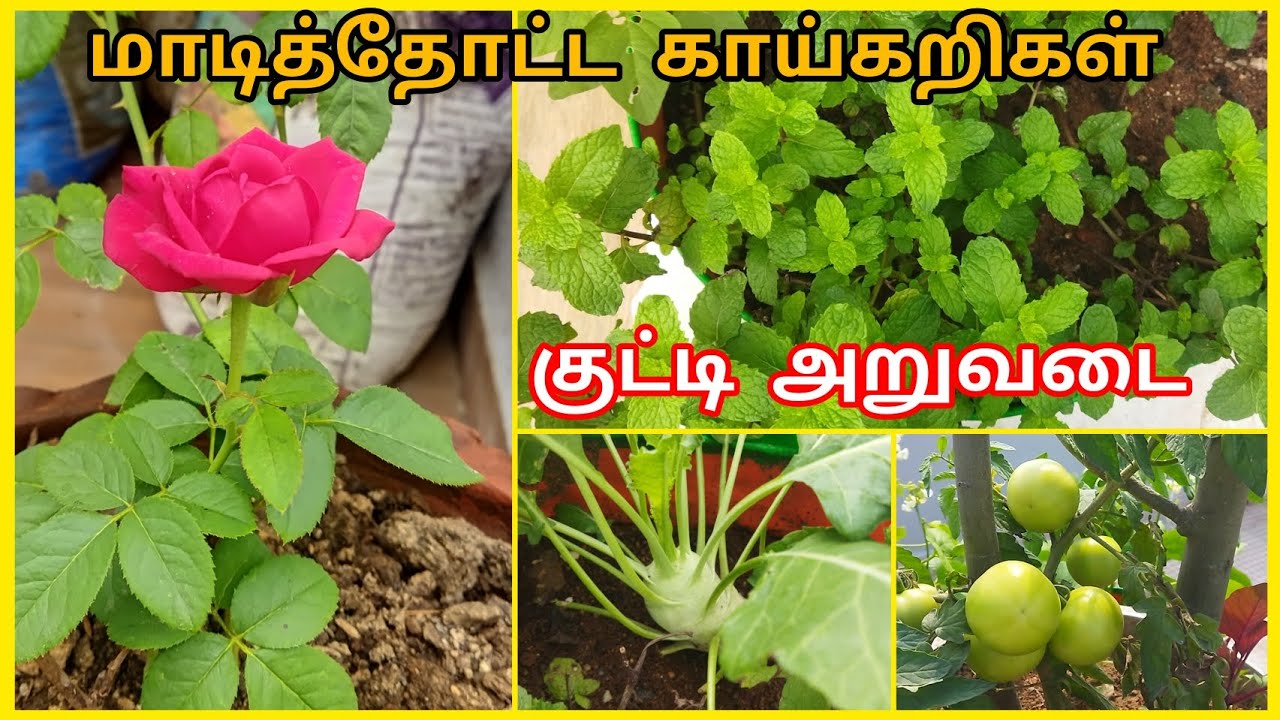 V 16 - இதுதான் என் சந்தோசம் | குட்டி அறுவடை | மாடித்தோட்ட காய்கறிகள் | Harvesting Organic vegetables