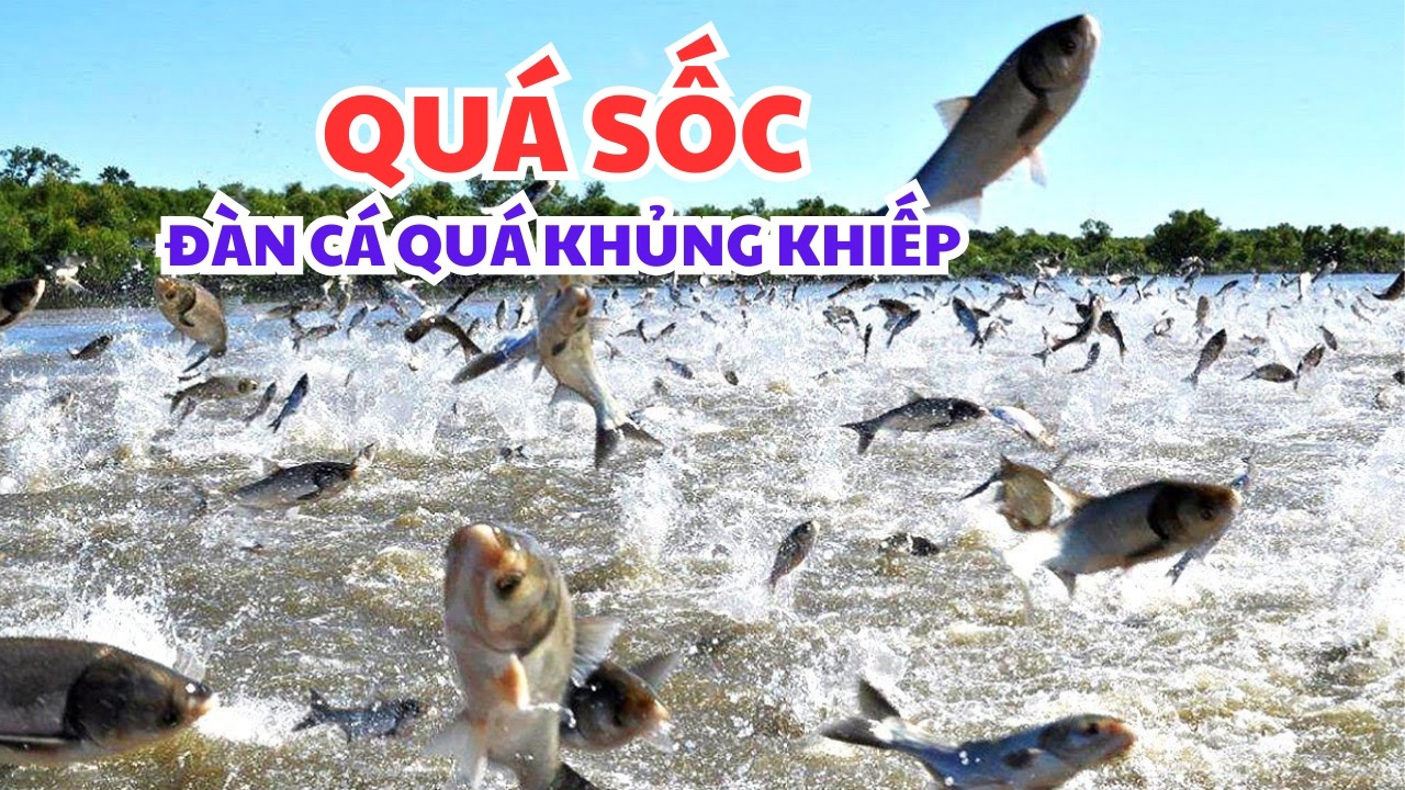 Quá Sốc Với Đàn Cá Hàng Ngàn Con - Cuộc Sống Miền Quê. #cuocsongmienque #tranvanchanh #nongthon