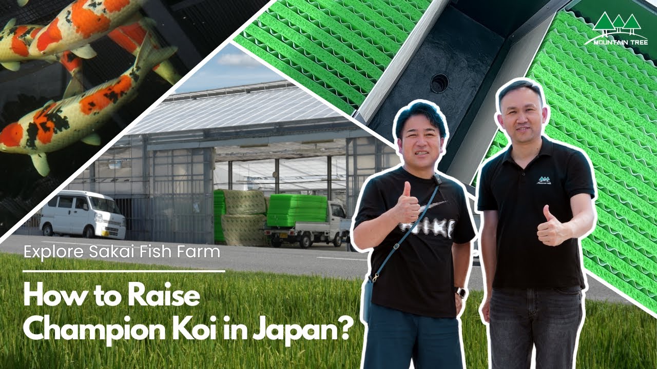 How to Raise Champion Koi in Japan | Sakai Fish Farm