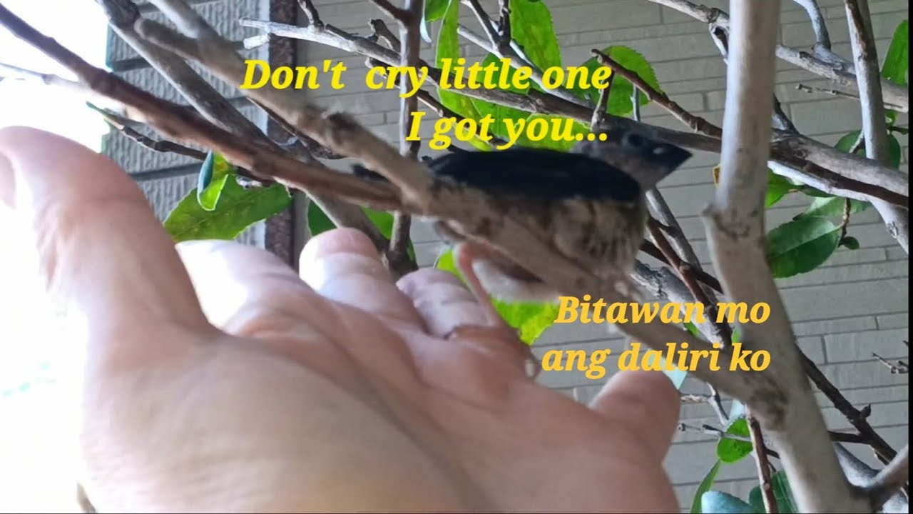 MAY ISANG PIPIT NA UMIYAK
