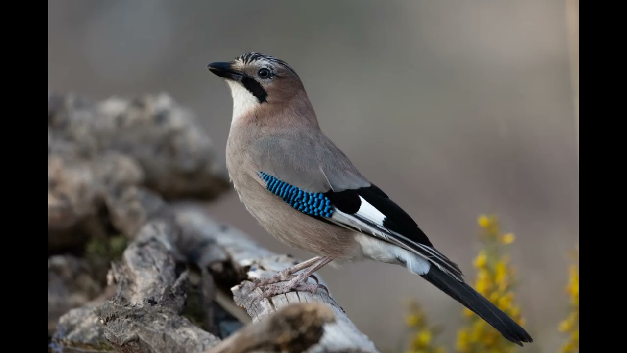 Eurasian Jay Warning Call