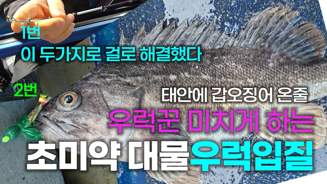 4월 1kg 5만원 몸값비싼 개우럭 먼바다 똥 어초 미약 입질 극복. 딱 두가지면 해결 #우럭낚시 #심해우럭 #개우럭 #우럭채비#갑오징어낚시